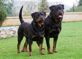 Abrió el registro para perros “peligrosos” y será obligatorio colocarles microchips