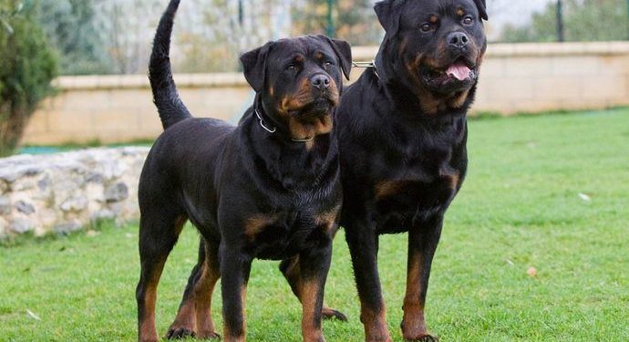 Abrió el registro para perros “peligrosos” y será obligatorio colocarles microchips