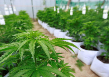 Kulfas presentará un proyecto de ley para el desarrollo de la industria de cannabis medicinal