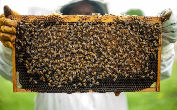 Roberto Imberti: “Se nota la disminución de colmenas y de abejas en el mundo por la utilización de agrotóxicos”