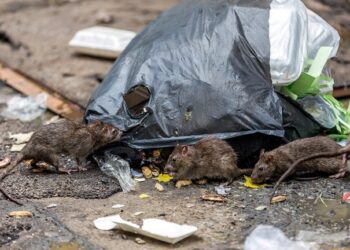 Denunciaron una invasión de ratas en San Carlos