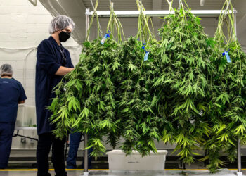 La UNLP estará presente con su cátedra libre en el 2º Congreso Argentino de Cannabis y Salud