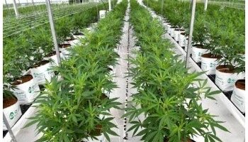 Oficializaron el proyecto de investigación sobre cultivo de cannabis para usos médicos