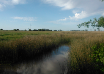 Se realizará un Festival por el humedal del arroyo El Pescado