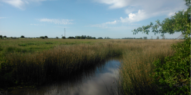Se realizará un Festival por el humedal del arroyo El Pescado