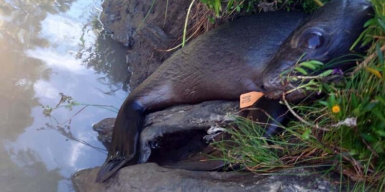 Un lobo marino fue rescatado de las costas de Berisso