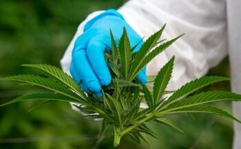 El proyecto de ley de cannabis medicinal y cáñamo industrial logró dictamen en Diputados