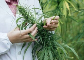 Detuvieron a una odontóloga platense que cultivaba cannabis para tratar su fibromialgia
