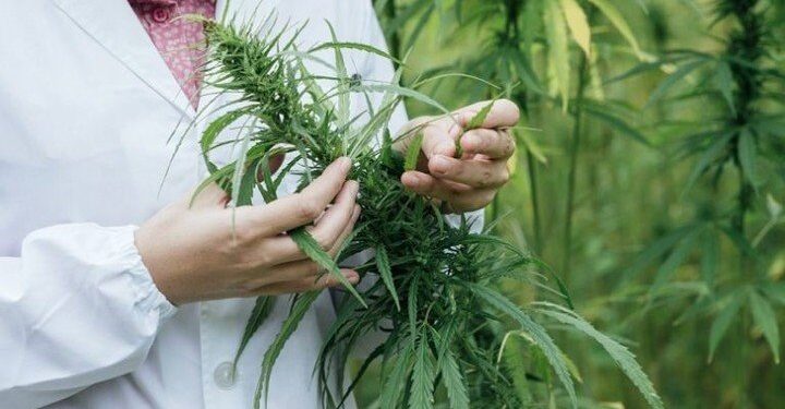 Detuvieron a una odontóloga platense que cultivaba cannabis para tratar su fibromialgia