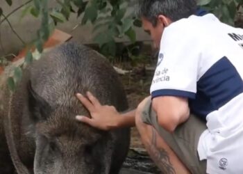 Un hincha del Lobo salvó un jabalí, lo crió y se hizo viral