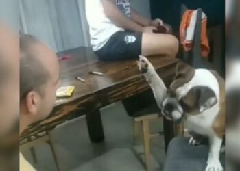 Viral: un perro se declara hincha de gimnasia