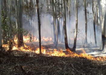 Alberto Fernández prevé modificar la Ley de Bosques Nativos