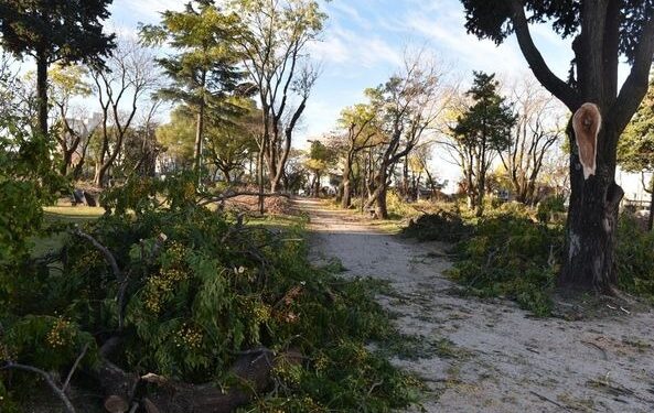 Pidieron al municipio que cese con la destrucción “ilegal” del arbolado público