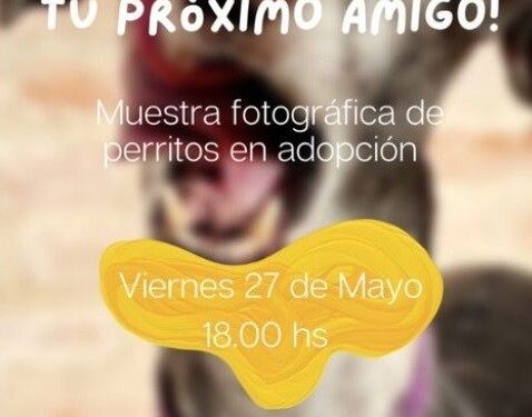 Realizarán una exposición de fotos de perros que se encuentran en adopción