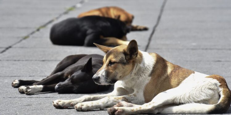Buscan poner fin al uso comercial de animales