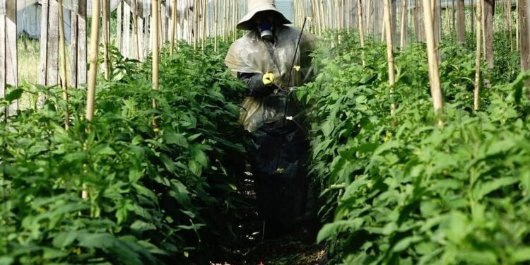 Militantes peronistas homenajearon a Evita en La Plata