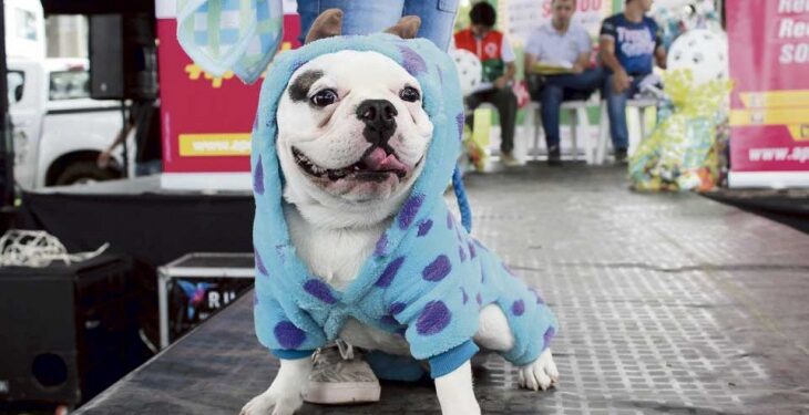 Habrá un desfile de mascotas en La Plata