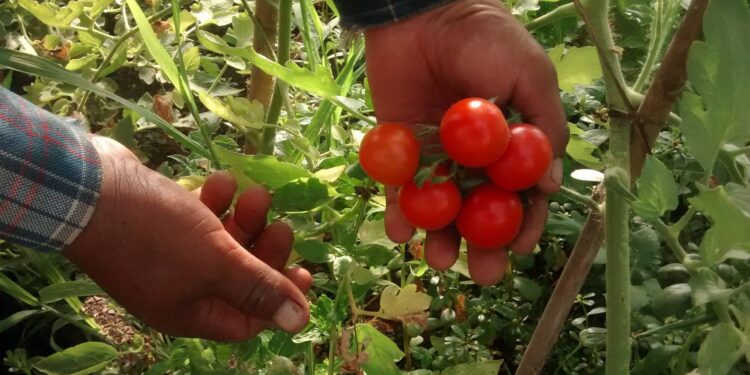 Investigadores de la UNLP registraron un avance en la producción agroecológica en el gran La Plata
