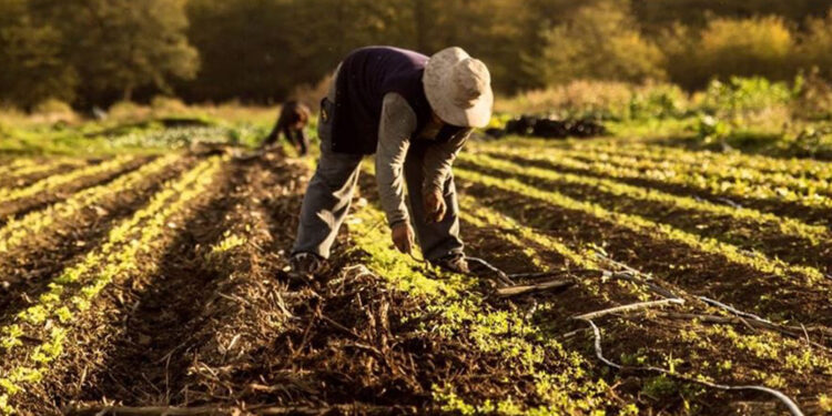 Investigadores de la UNLP registraron un avance en la producción agroecológica en el gran La Plata