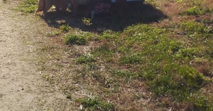 Demoraron a un policía acusado de caza ilegal en el Parque Pereyra Iraola