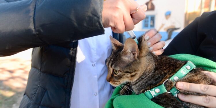 La vacunación veterinaria gratuita llegó a Los Hornos, Arturo Seguí y el Casco Urbano