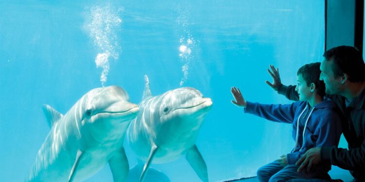 Se presentó un proyecto que busca prohibir los espectáculos con animales marinos