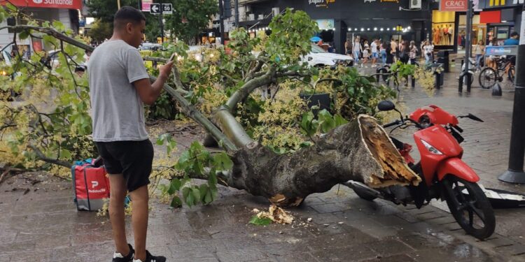 Árbol caído en el centro hirió una señora y aplastó la moto de un trabajador
