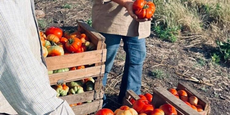 Fiesta del Tomate Platense: las históricas demandas de productoras y productores