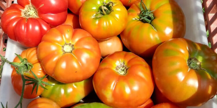 Regresa la tradicional Fiesta del Tomate Platense ¿Cuándo será?