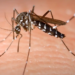 Confirmaron nuevos casos de dengue pero descartaron que se trate de un brote