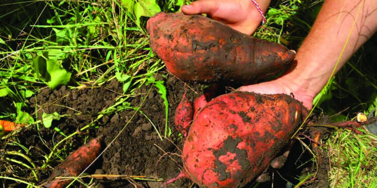 Se viene la primera feria regional de la batata: ¿Cuándo?