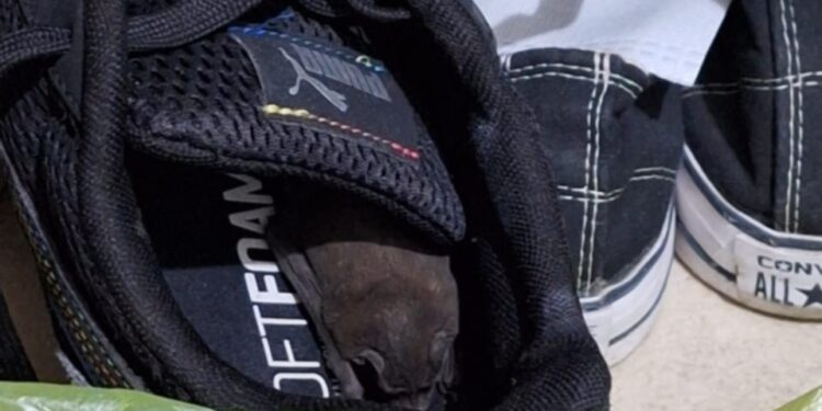 Un platense fue mordido por un murciélago ¿Cuáles son las recomendaciones de especialistas?