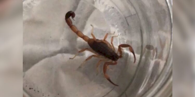 Presencia de alacranes en La Plata: ¿cuáles son las recomendaciones?
