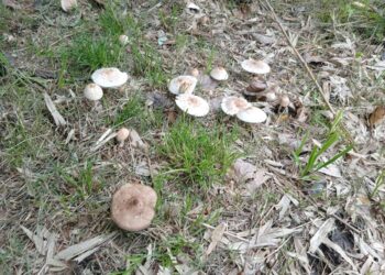 Mario Saparrat: “Hay algunos hongos que son tóxicos y mortales. No son fácilmente distinguibles”