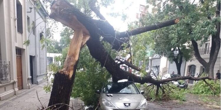 Más de 40 árboles cayeron en la ciudad por la tormenta